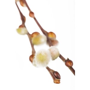 Nahaufnahme von Kätzchenweide (Salix Caprea Nico) mit flauschigen, silbrig-weißen Blüten.