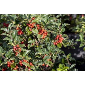 Ilex 'Heckenstar' (80-100cm) mit roten Beeren und grünen Blättern, ideal als Heckenpflanze.