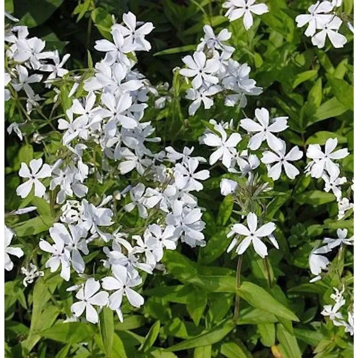 Niedrige Flammenblume White Perfume - Phlox divaricata