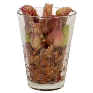 Schlauchpflanze Mix im Glasgefäß, Topf ca. 13cm, fleischfressende Pflanze.