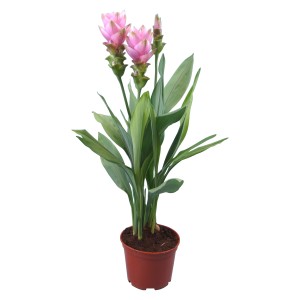 Indischer Gelbwurz Violett im Topf, exotische Blühpflanze mit violetter Blüte.