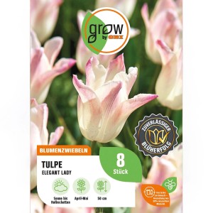 Packung GROW by OBI Tulpe Elegant Lady, rosa-weiße Lilienblütige Tulpen, 8 Stück Blumenzwiebeln.