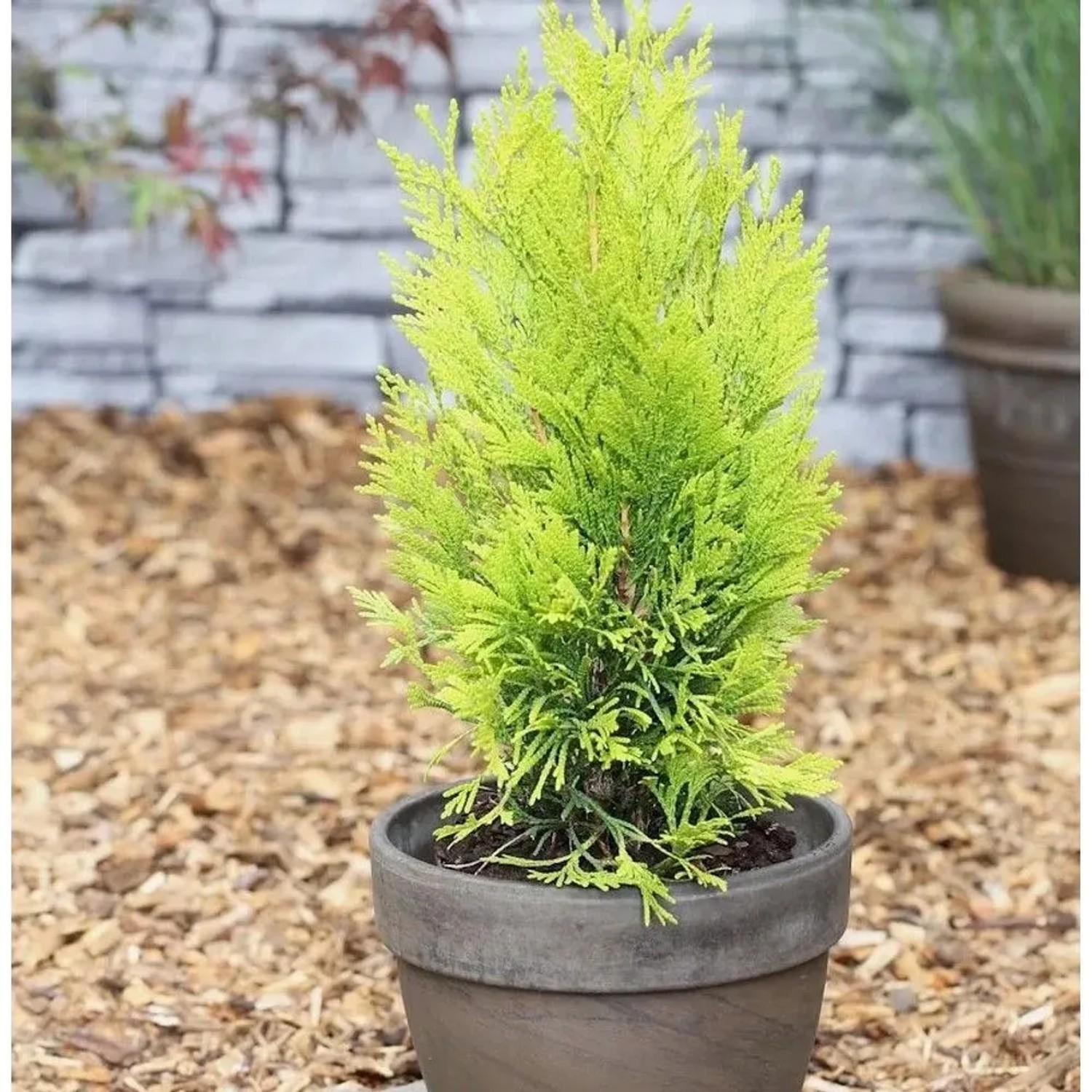 Gelber Lebensbaum 4ever Goldy 25-30cm - Thuja plicata