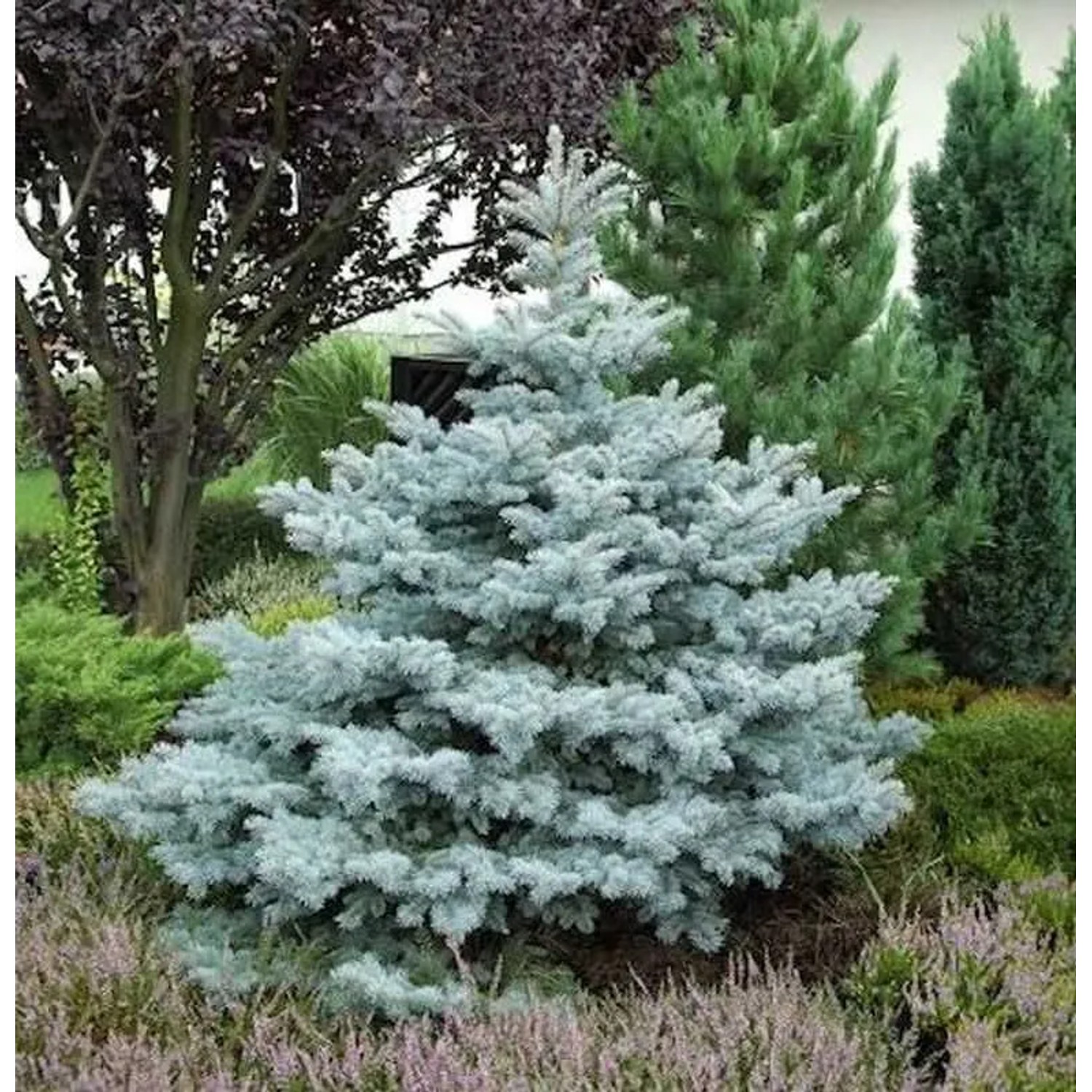 Ediths Blaufichte 80-100cm - Picea pungens