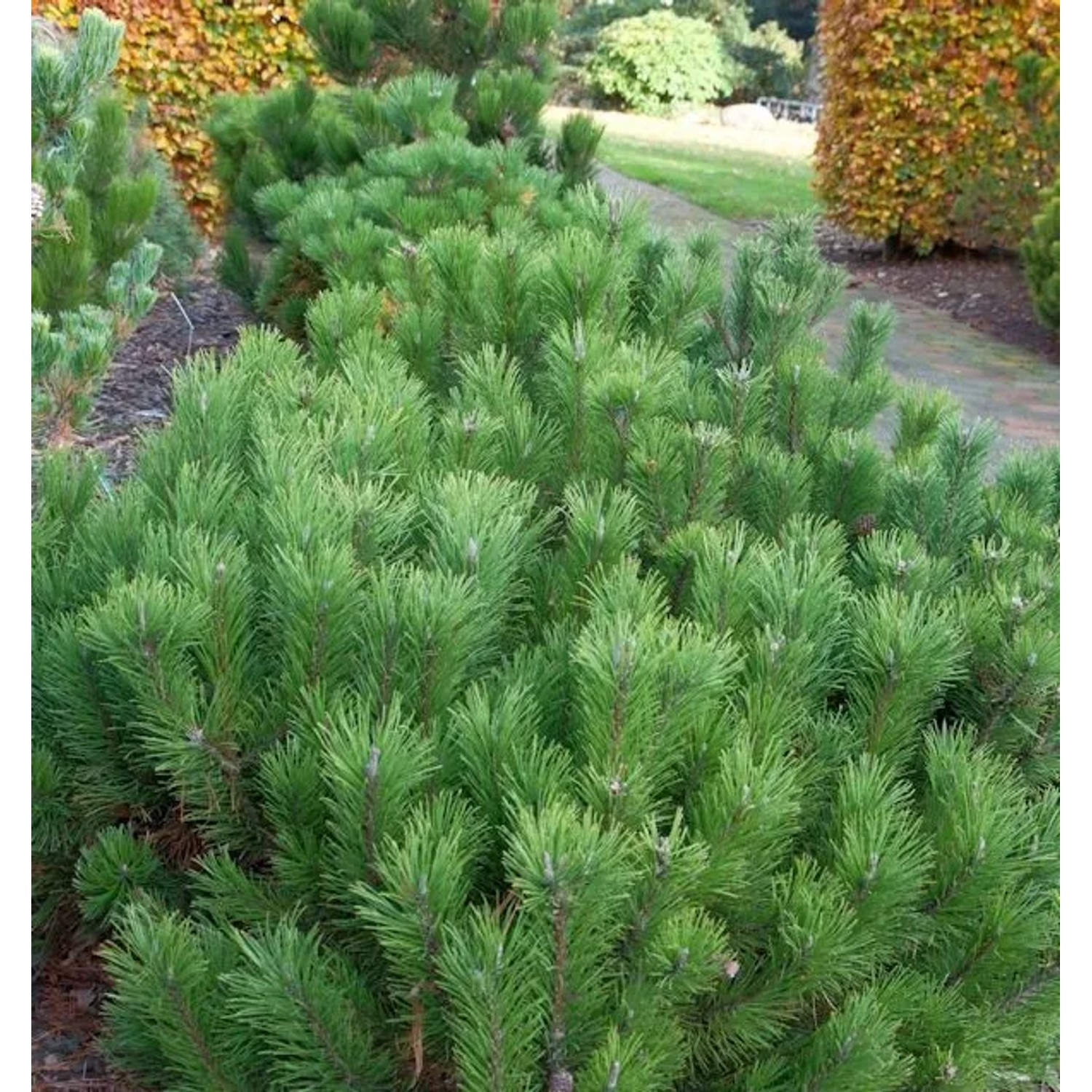 Zwerg Bergkiefer 15-20cm - Pinus mugo