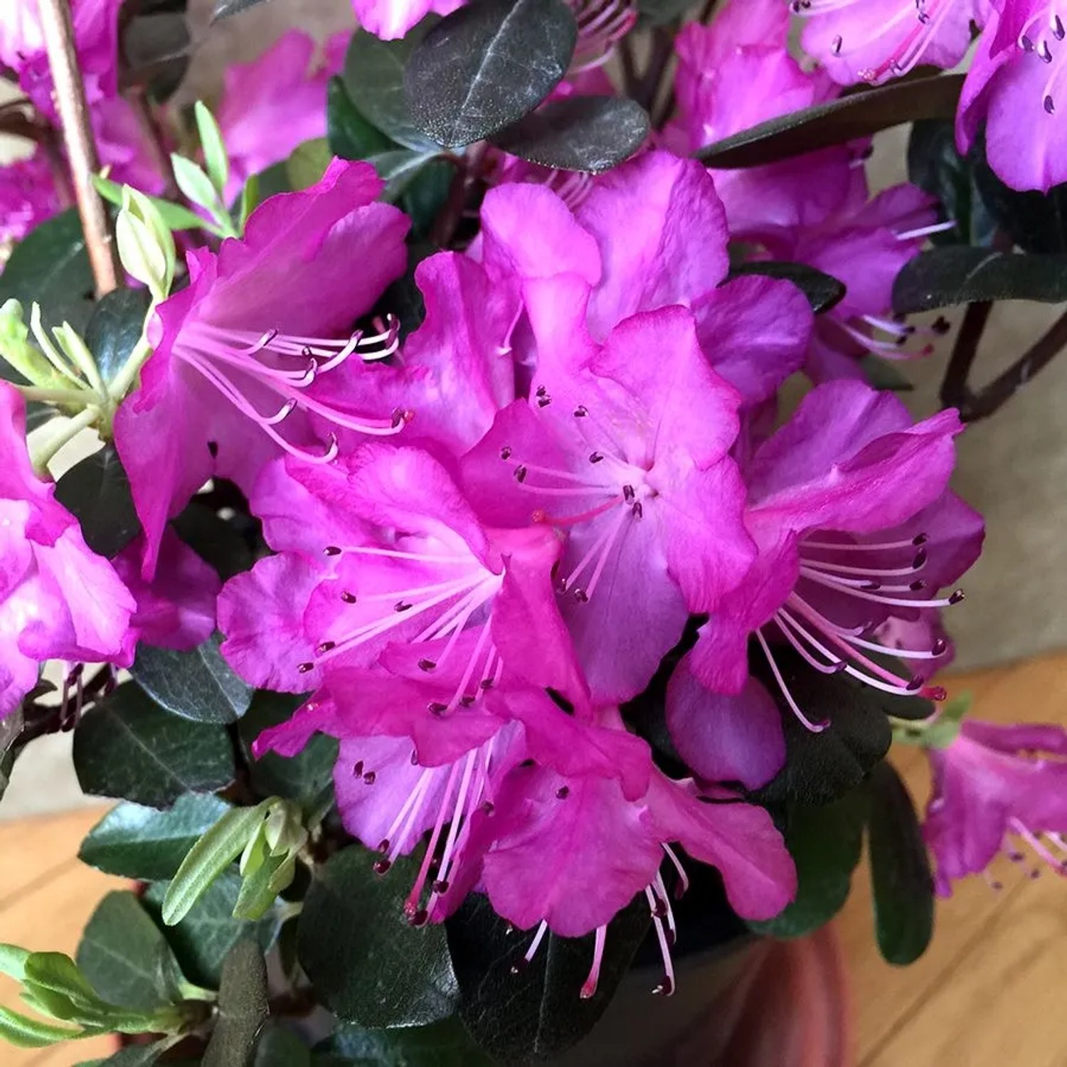 Rhododendron 'Praecox' 30 bis 40 cm im Container Frühblühend