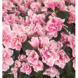 Japanische Azalee Melle 20-25cm - Rhododendron obtusum - Zwerg Alpenrose