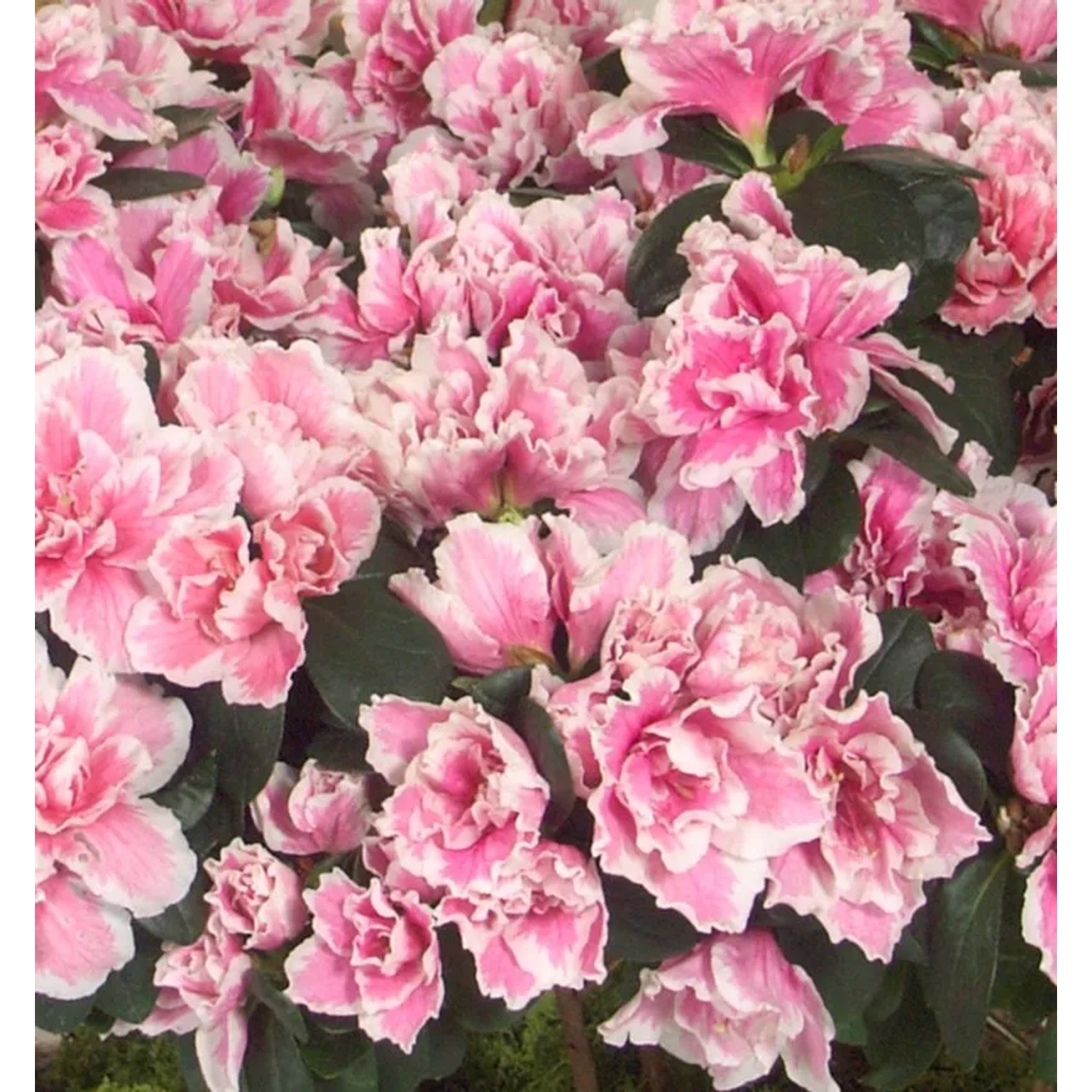 Japanische Azalee Melle 20-25cm - Rhododendron obtusum - Zwerg Alpenrose günstig online kaufen