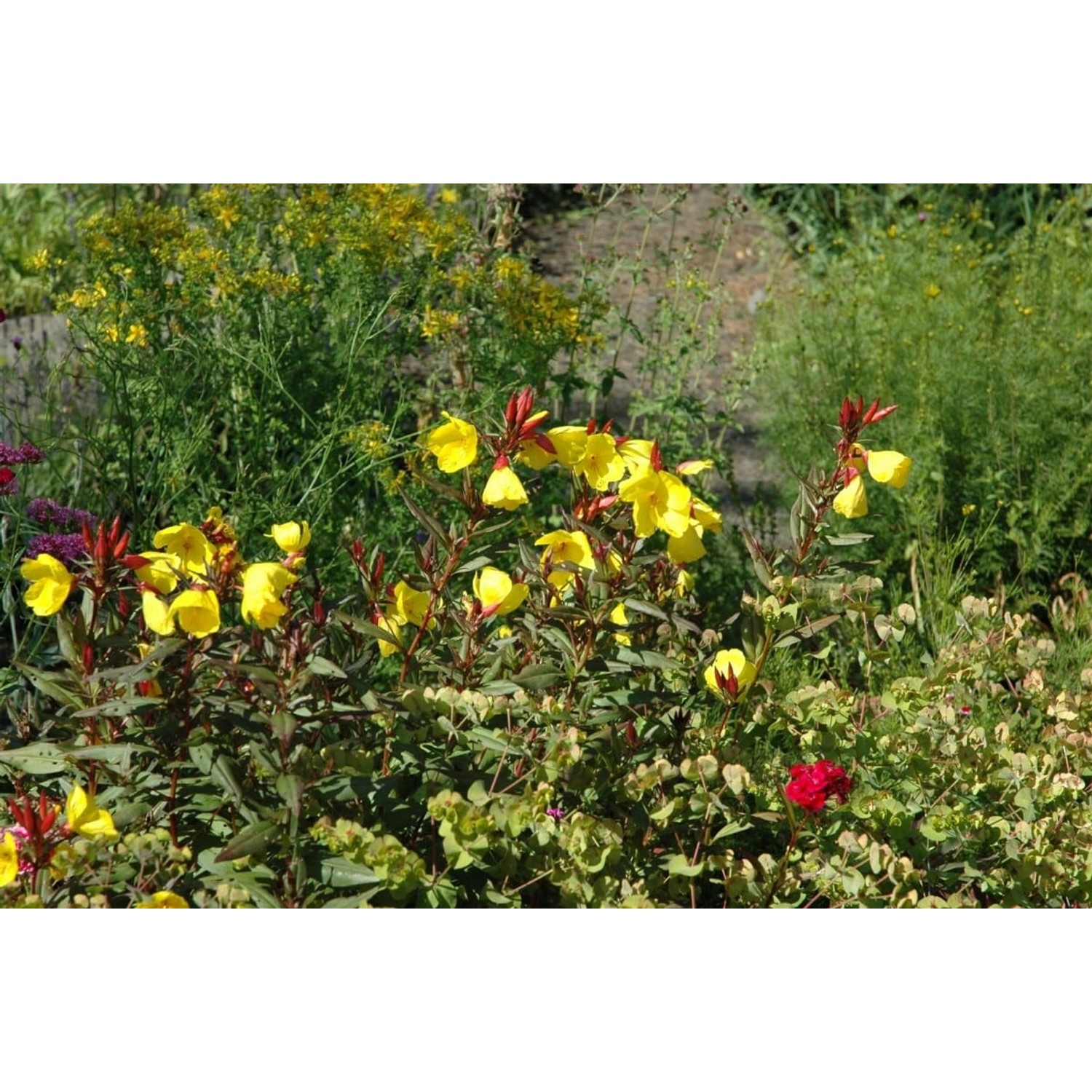 Oenothera Pilosella Yella Fella Nachtkerze Ca. 9x9 cm Topf günstig online kaufen