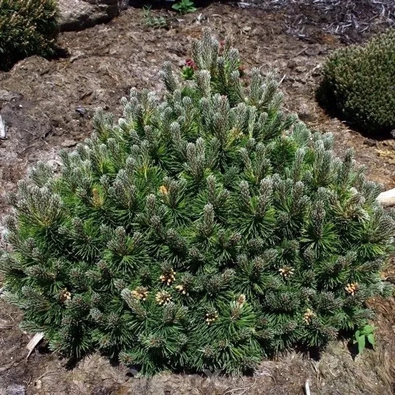 Flache Zwerg Kiefer March 20-25cm - Pinus mugo