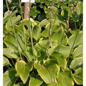 Funkie 'Abba Dabba Do' (Hosta cultorum) mit grün-gelben Blättern, eine dekorative Staude für den Garten.