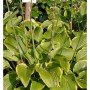 Funkie 'Abba Dabba Do' (Hosta cultorum) mit grün-gelben Blättern, eine dekorative Staude für den Garten.