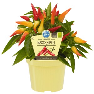 BLU Naschzipfel im Topf, eine Paprika-Pflanze mit gelb-orange-roten Früchten.