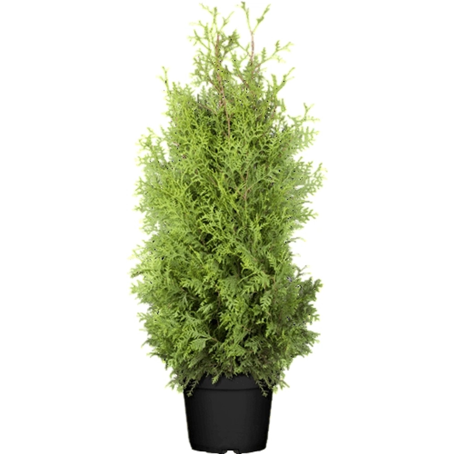 Thuja occidentalis 'Brabant' 120-140 cm günstig online kaufen