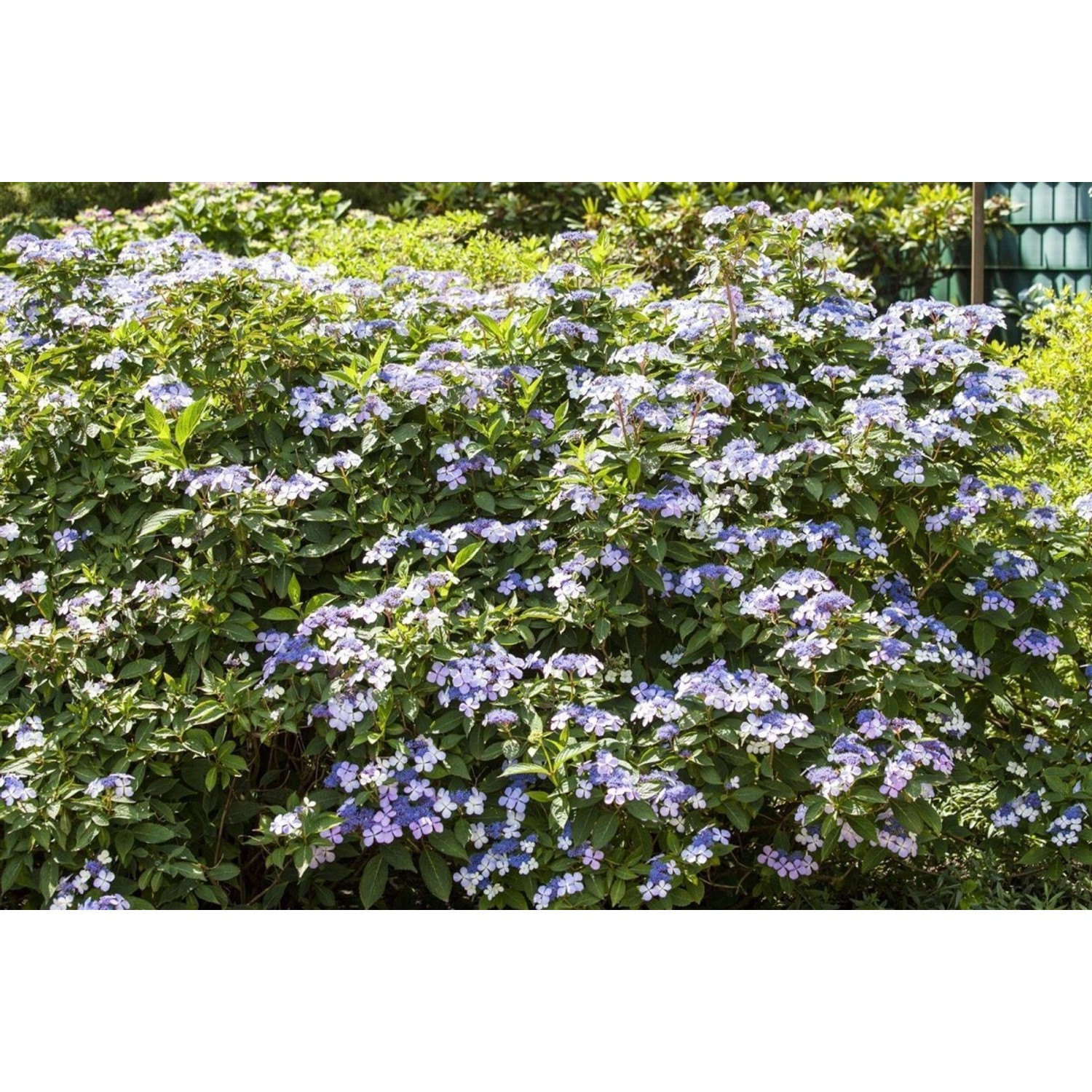 Hydrangea Macrophylla Bauernhortensie Bodensee 60-80 cm günstig online kaufen