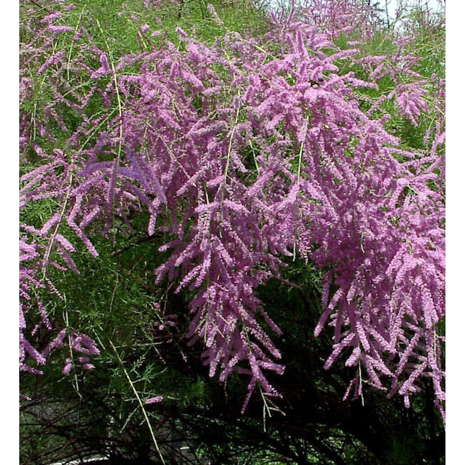 Heide-Tamariske Pink Cascade 80-100cm - Tamarix ramosissima günstig online kaufen