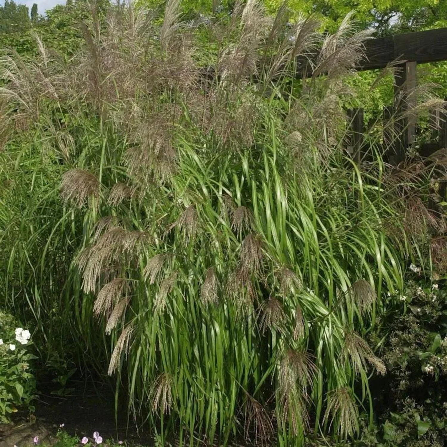 Chinaschilf Gnom - Miscanthus sinensis