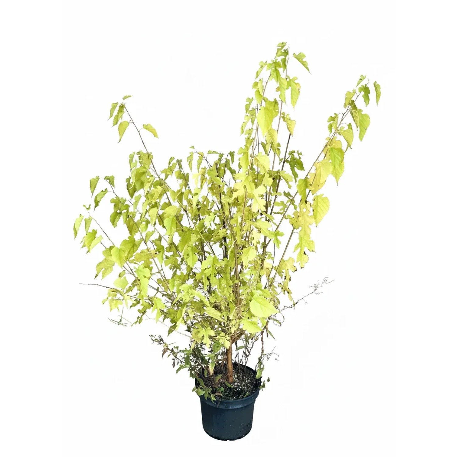 Baumfink Schwarze Maulbeere als Topfpflanze 60-100cm