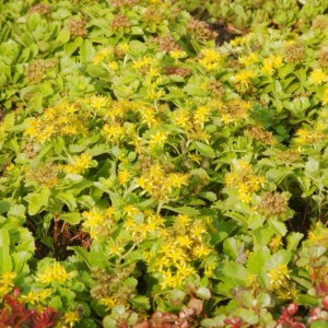 Blühende Kamtschatka Fetthenne (Sedum kamtschaticum) mit gelben Blüten.
