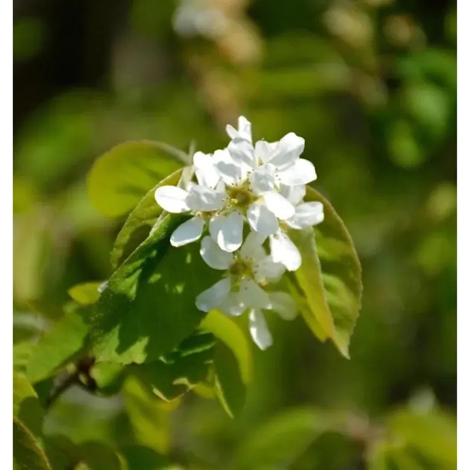 Ähren Felsenbirne 80-100cm - Amelanchier spicata