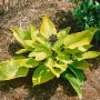 Funkie 'Aurea' im Topf, gelb-grüne Blätter, lila Blüte, für Beet und Schatten.