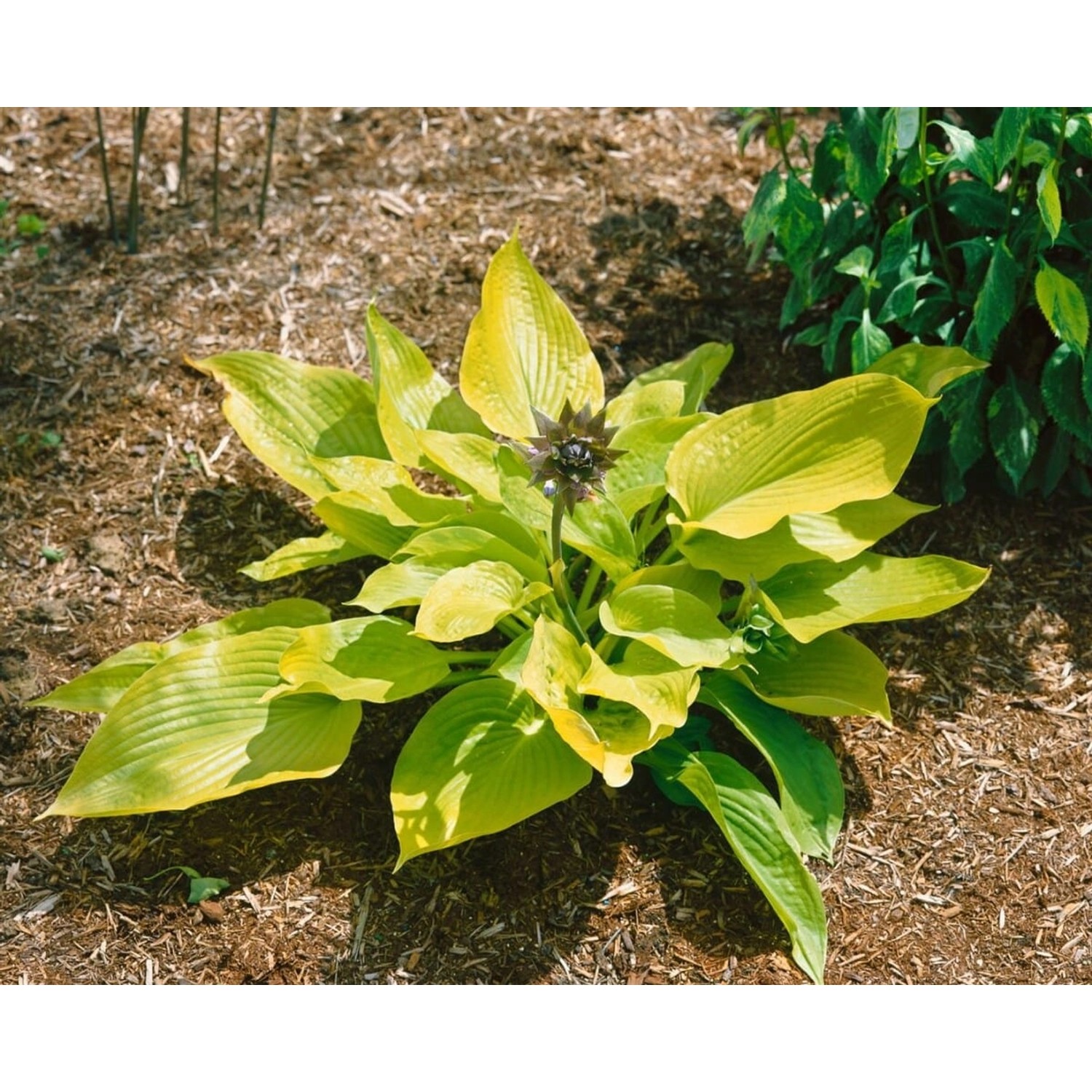 Hosta X Fortunei Aurea Funkie Ca. 11x11 cm Topf günstig online kaufen