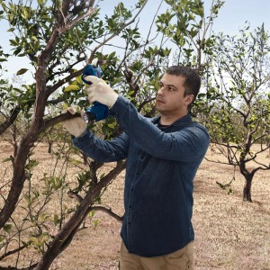 Mann schneidet Ast mit Bosch Akku-Gartenschere GGP 12V-25 im Garten.