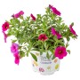 Zauberglöckchen Farbmix im Topf, Calibrachoa mit pink-roten Blüten.