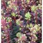 Mandelblättrige Wolfsmilch Purpurea, Staude mit purpurfarbenen Blättern und grünlichen Blüten.