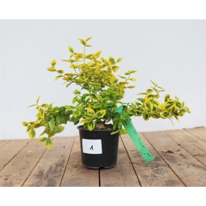 Euonymus Emeraldn Gold im Topf: Gelb-grüner Spindelstrauch, ideal als Bodendecker.