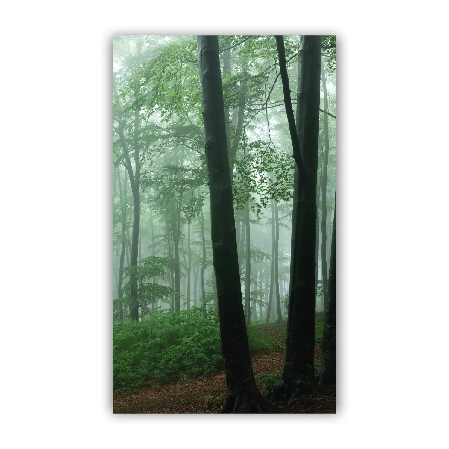 Walllux Duschrückwand Nebel im Wald Alu-Verbund 3 mm 150 x 255 cm
