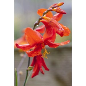 Leuchtend rote Montbretie 'Babylon' (Crocosmia), Nahaufnahme der Blüten im Topf.