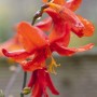 Leuchtend rote Montbretie 'Babylon' (Crocosmia), Nahaufnahme der Blüten im Topf.