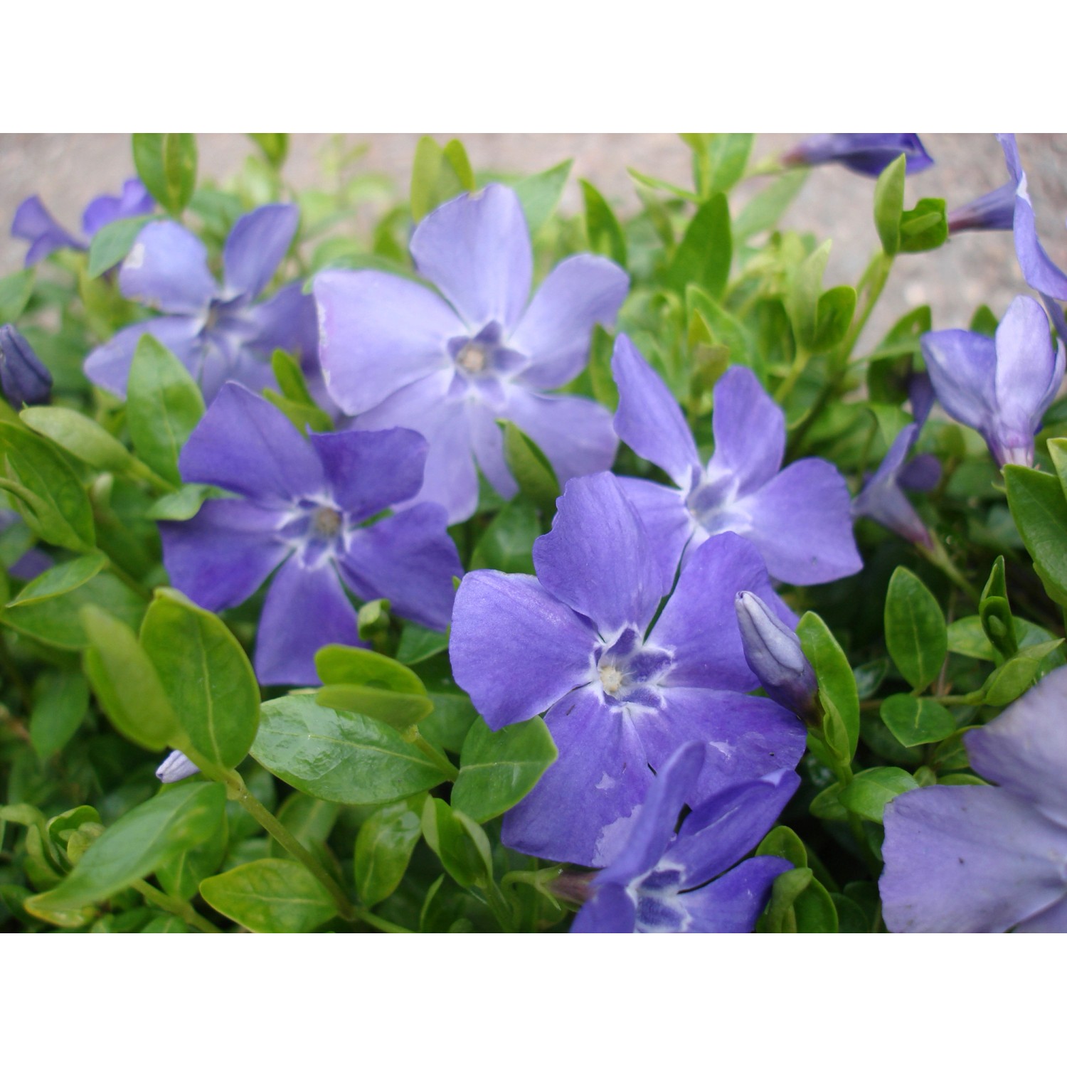 Immergrün Marie Blauviolett Topf-Ø ca. 9 cm Vinca minor