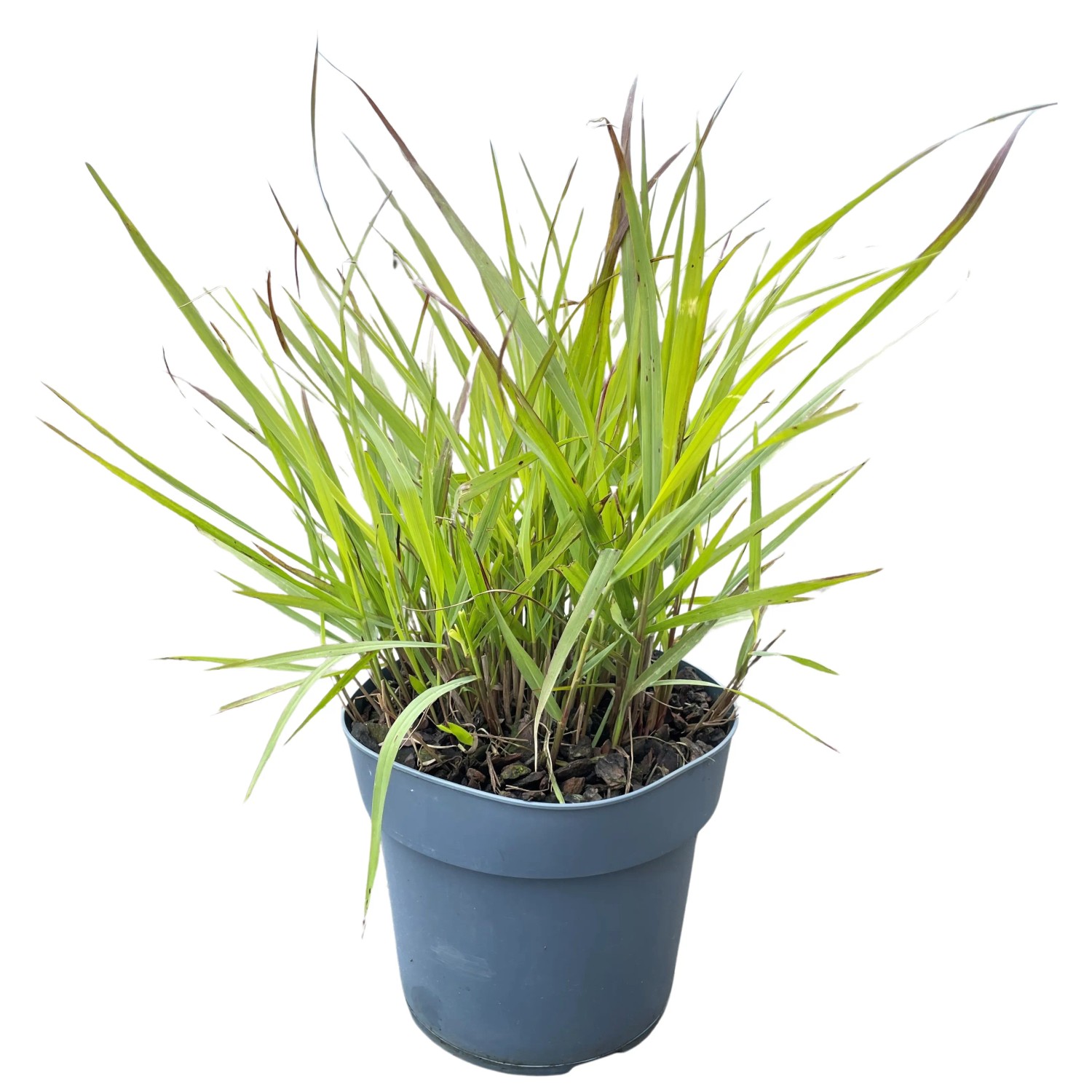 Rutenhirse Panicum virgatum Cheyenne Sky T14