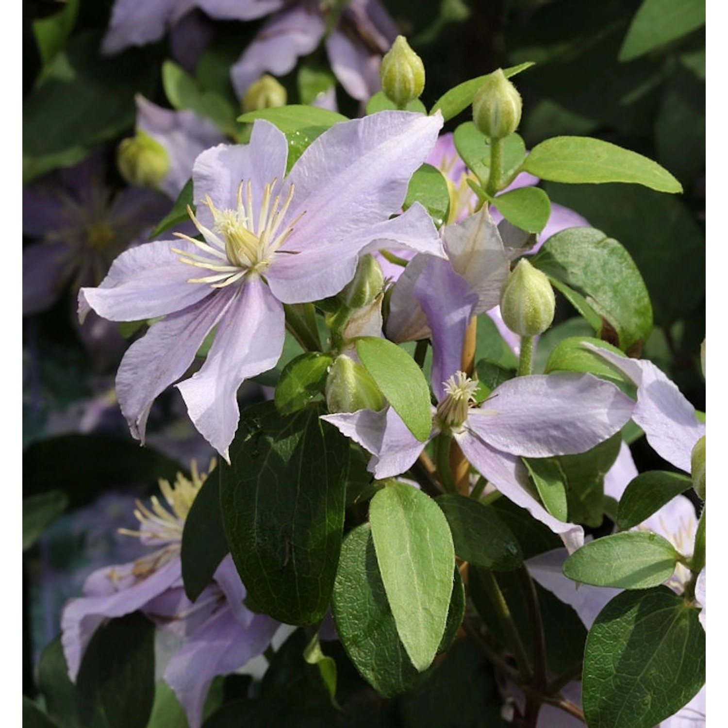 Waldrebe Justa 40-60cm - Clematis günstig online kaufen