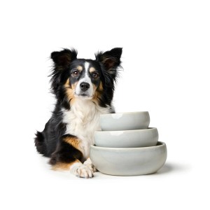 Hund mit Hunter Keramik-Napf Lisboa (0,31 l). Grauer Hundenapf aus Keramik, Fressnapf, Trinknapf.