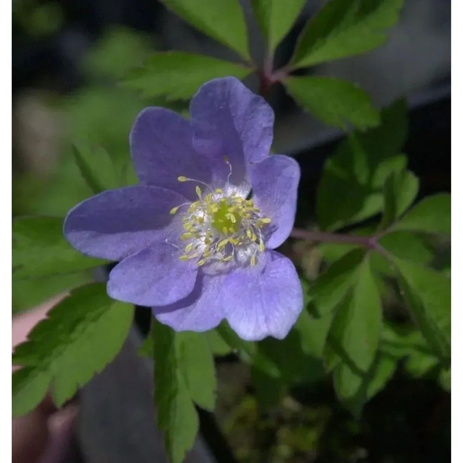 Buschwindröschen Robinson - Anemone nemorosa