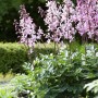 Themenset Blüten- & Farbenmeer: Hohe Stauden mit rosa Blüten im Gartenbeet.