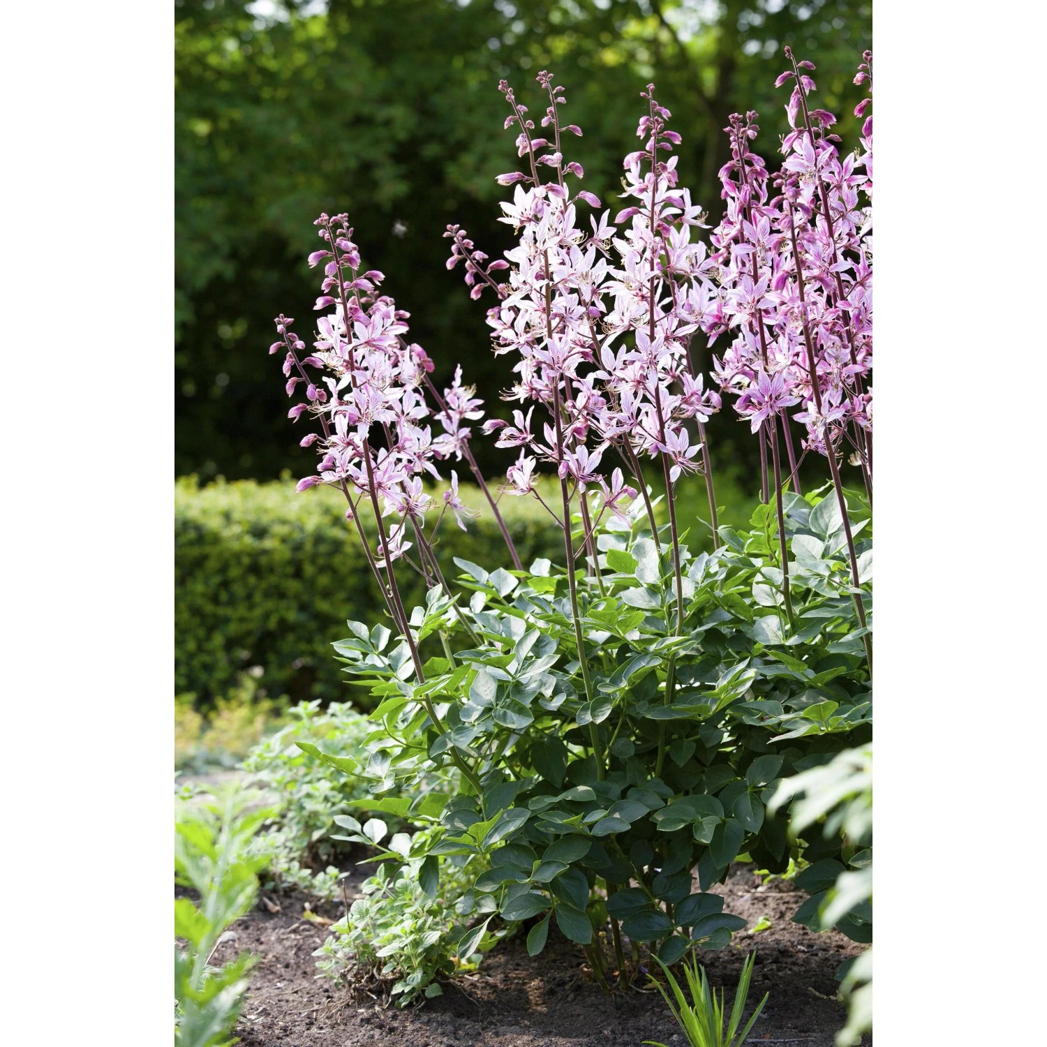Themenset Blüten- & Farbenmeer: Hohe Stauden mit rosa Blüten im Gartenbeet.