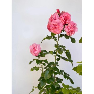 Strauchrose Dornröschenschloss Sababurg im Topf mit rosa Blüten.