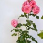 Strauchrose Dornröschenschloss Sababurg im Topf mit rosa Blüten.
