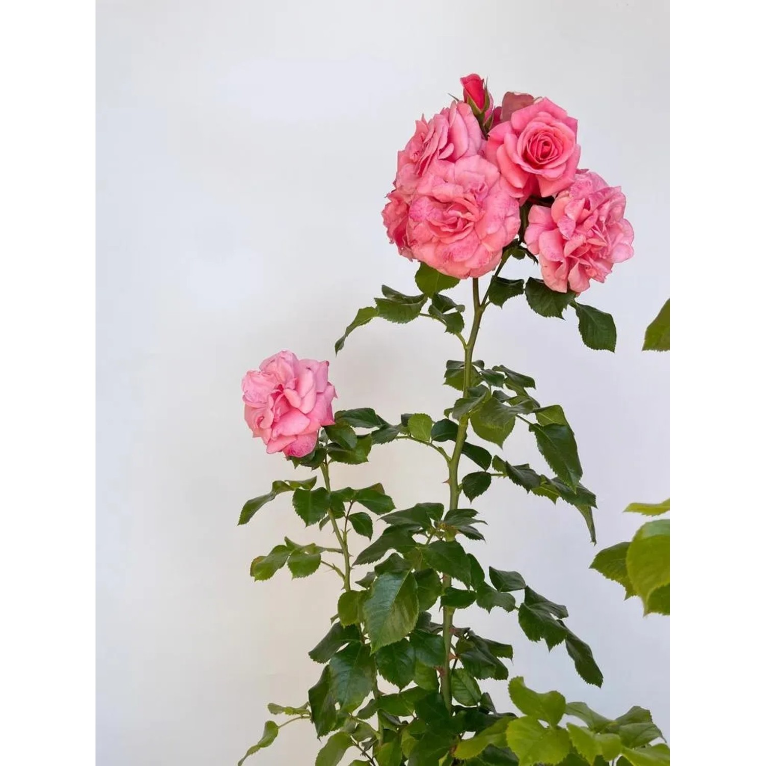 Strauchrose Dornröschenschloss Sababurg im Topf mit rosa Blüten.
