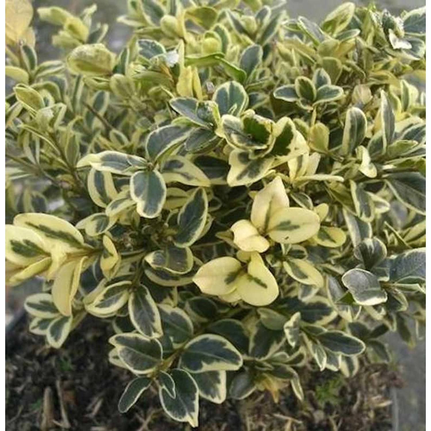 Buntblättriger Buchsbaum 40-50cm - Buxus sempervirens günstig online kaufen