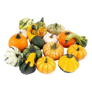 Verschiedene Zierkürbisse der Sorte Fijn, ideal für herbstliche Dekorationen.