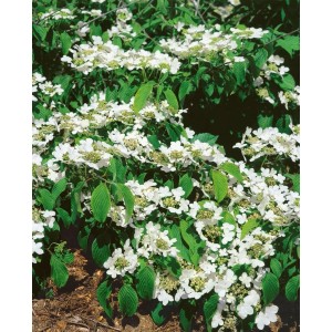 Blühender Japanischer Schneeball 'St. Keverne' mit weißen Blüten und grünen Blättern.