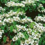 Blühender Japanischer Schneeball 'St. Keverne' mit weißen Blüten und grünen Blättern.