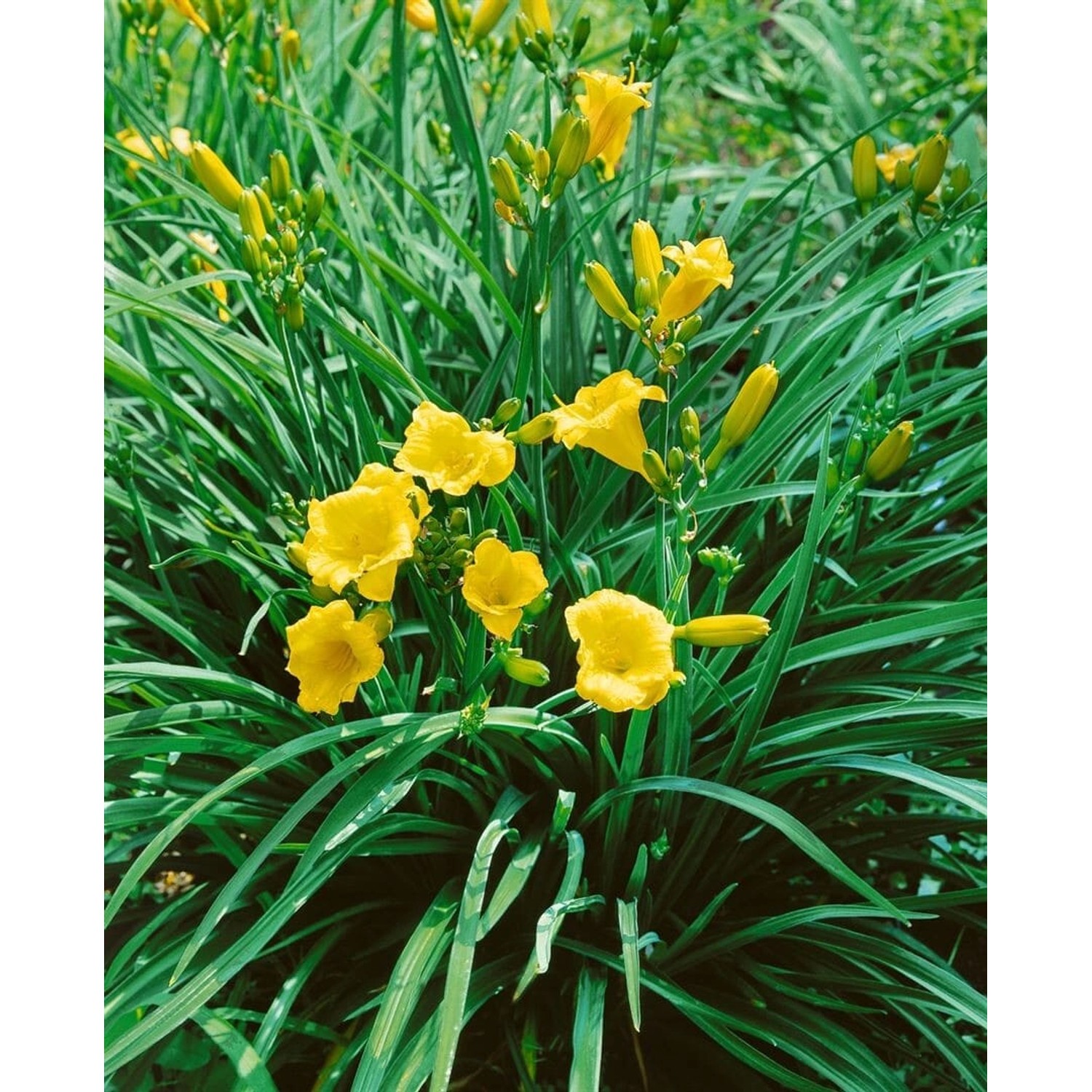 Hemerocallis X Cult. Mini Stella Taglilie Ca. 11x11 cm Topf günstig online kaufen