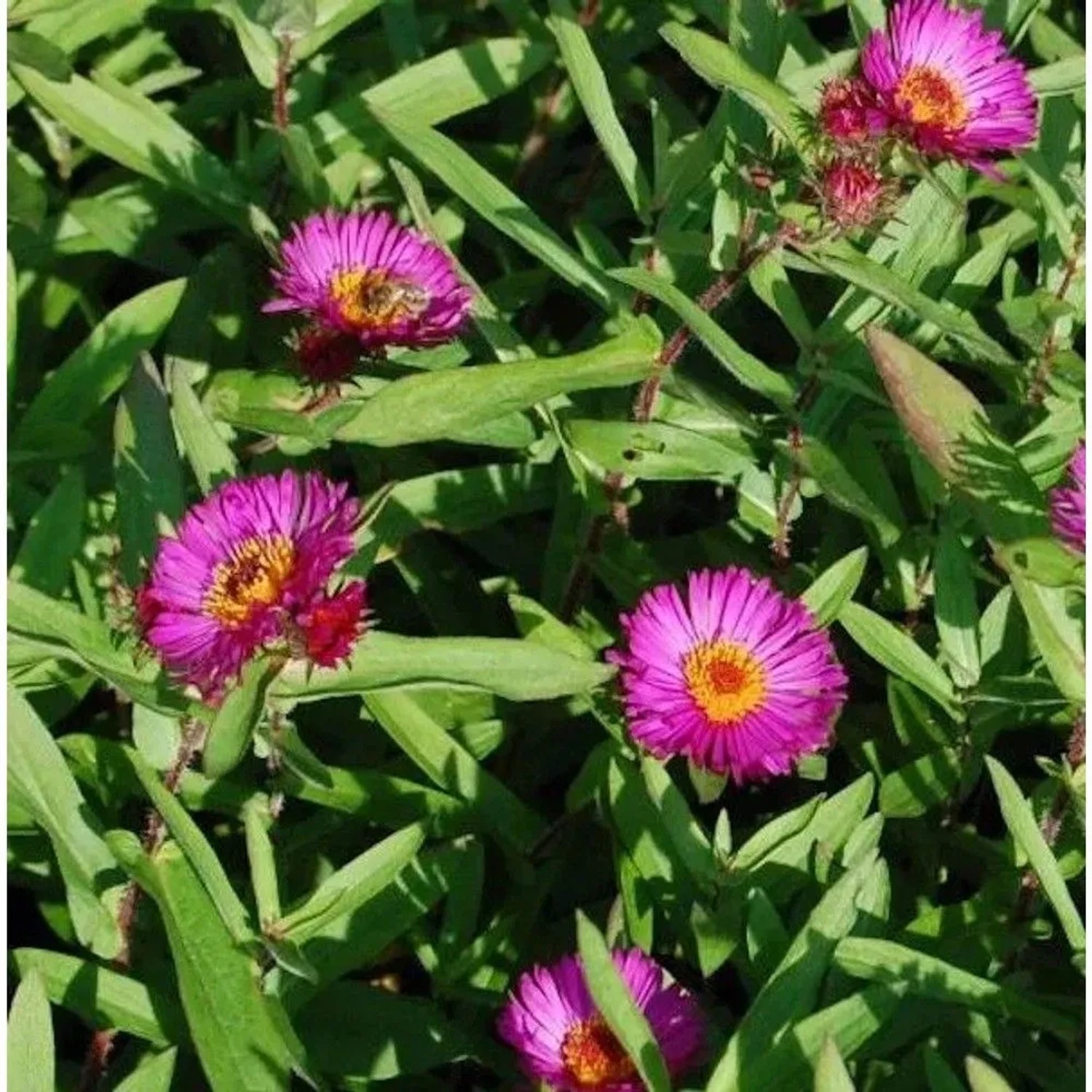 Rauhblattaster Rubinschatz - Aster novae angliae
