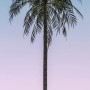 Komar Vlies Fototapete Skyhigh: Palme vor blau-rosa Himmel, 100x250 cm.